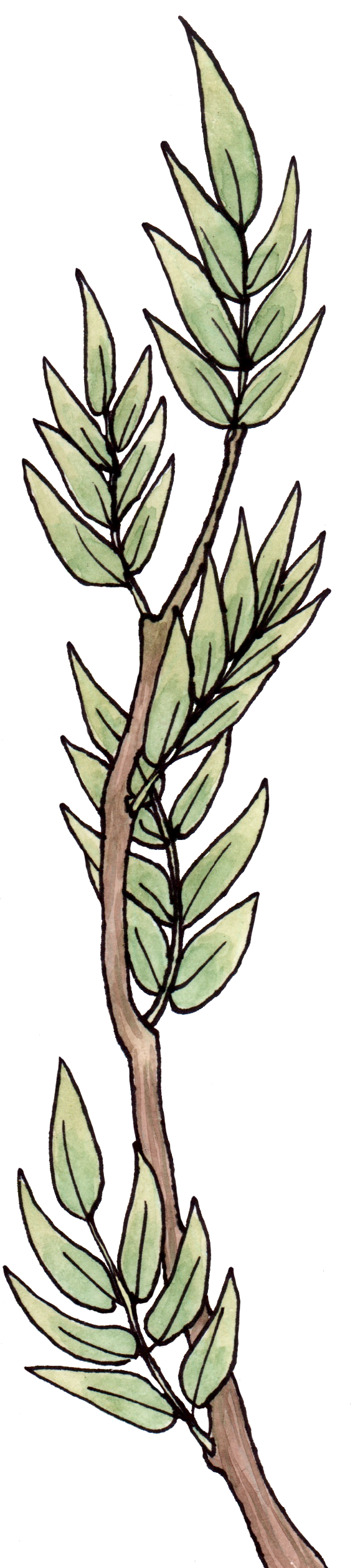 Branch-left